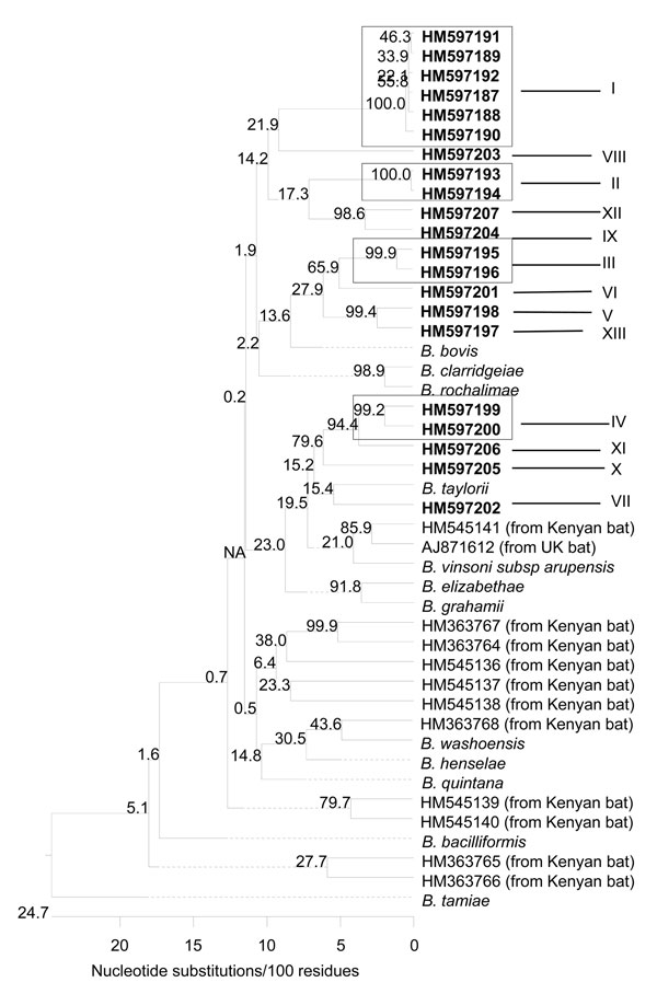 Phylogenetic relationships of the Bartonella spp. genotypes based on partial sequences of the citrate synthase gene detected in bats from Guatemala, Kenya, United Kingdom, and some reference Bartonella spp. The phylogenetic tree was constructed by the neighbor-joining method, and bootstrap values were calculated with 1,000 replicates. A total of 21 Bartonella genotypes, forming 13 Bartonella phylogroups, were identified in the bats from Guatemala. Each genotype is indicated by its GenBank access