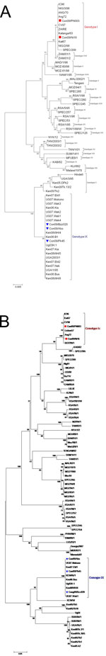 Thumbnail of Minimum-evolution (ME) phylogenetic trees of 5 isolates from Republic of the Congo, 2009, based on C-terminal end of the p72 protein relative to the 22 p72 genotypes (labeled I–XXII) involved 6-nt sequences (A) and full length p54 gene sequences among 90 African swine fever virus (ASFV) isolates (B). The trees were inferred by using the ME method after initial application of a neighbor-joining algorithm. The percentage of replicate trees in which the associated taxa clustered by boo