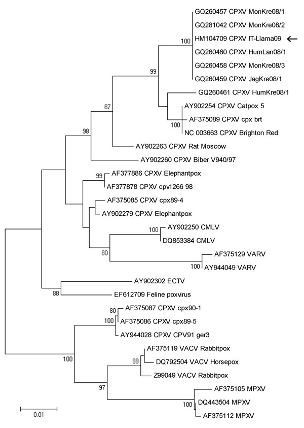 Phylogenetic tree based on nucleotide sequences of the complete hemagglutinin open reading frame (921 bp) from the llama orthopoxvirus isolate (arrow) and additional orthopoxvirus sequences available in GenBank. The tree has been constructed by using nucleotide alignment, the Kimura 2-parameter algorithm, and the neighbor-joining method implemented in MEGA4.1 software (www.megasoftware.net). Bootstrap values &gt;75 are shown at nodes. CPXV, cowpox virus; CMLV, camelpox virus; VARV, variola virus