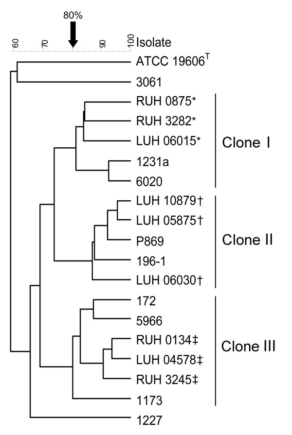 Amplified fragment length polymorphism analysis of 9 animal Acinetobacter baumannii isolates belonging to the major pulsed-field gel electrophoresis types and 9 reference strains of the European clones I–III from the Leiden University Medical Center collection. *Reference strains of European clone I; †reference strains of European clone III; ‡reference strains of European clone II.