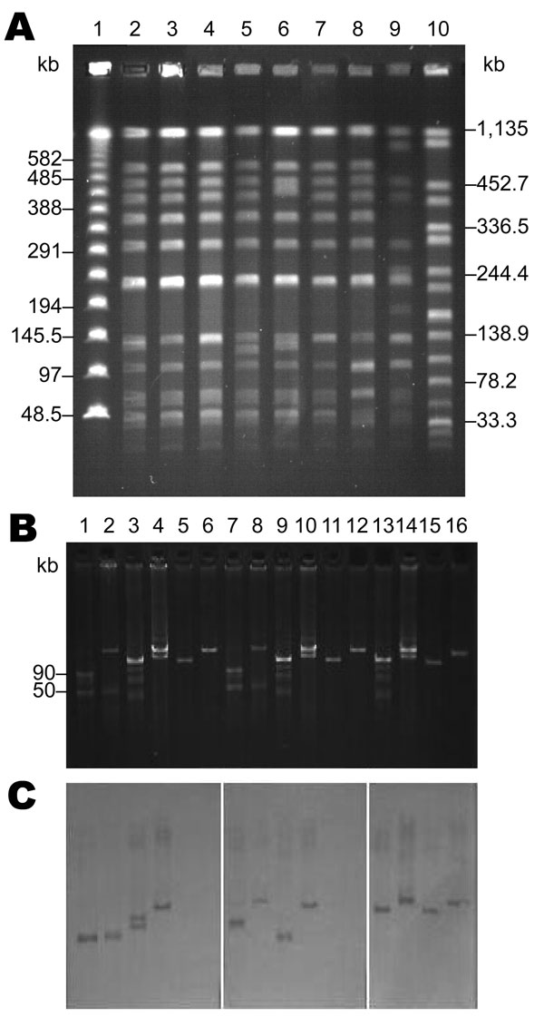 Analyses of Salmonella enterica serotype Choleraesuis isolates from Chang Gung Memorial Hospital, 1999–2010. A) Pulsed-field gel electrophoresis patterns. Lanes 1 and 10, DNA size markers demonstrated by a λ DNA concatemer standard and S. enterica ser. Braenderup H9812, respectively; lanes 2 to 9, S. enterica ser. Choleraesuis SC-B67, SC-B104, SC-B93, SC-B98, SC-B131, SC-B132, SC-B134, and SC-B136. B) Plasmid analysis and C) DNA–DNA hybridization. Probes for DNA–DNA hybridization of lanes 1–6, 7
