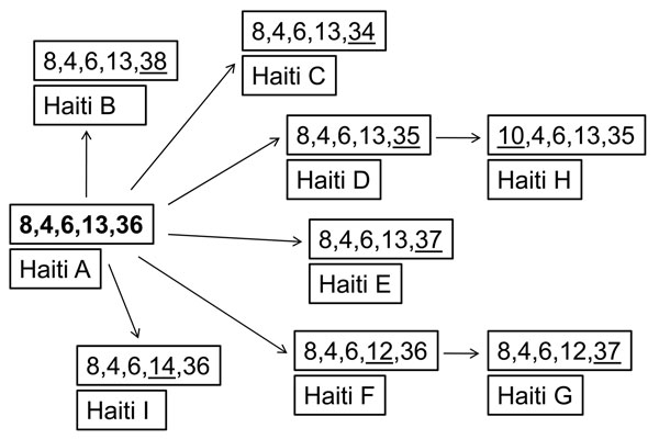 Relationship of Vibrio cholerae variable-number tandem-repeat sequence types from Haiti, 2010. Numbers represent number of repeats for the 5 alleles tested (VC0147, VC0436-7, VC1650, VCA0171, and VCA0283). Boldface indicates the ancestral sequence type; underline indicates alleles that have changed.