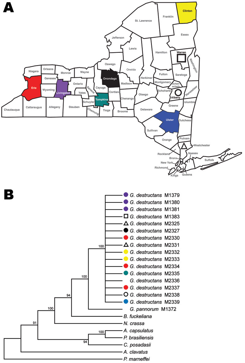 Collection sites in New York counties (A) are color-matched with respective Geomyces destructans isolates in maximum-parsimony tree based on nucleotide sequence of the VPS13 gene (B). The tree was constructed with MEGA4 (9) by using 450 nt and bootstrap test with 500 replicates. In addition to G. destructans and G. pannorum, fungi analyzed were Ajellomyces capsulatus (AAJI01000550.1), Aspergillus clavatus NRRL 1 (AAKD03000035.1), Botryotinia fuckeliana B05.10 (AAID01002173.1), Coccidioides posad