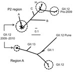 Thumbnail of Phylogenetic trees of the P2 region in open reading frame (ORF) 2 and region A in ORF1 of noroviruses, United States. The P2 region and region A phylogenetic trees include GII.12 sequences from strains submitted to GenBank and GII.12 sequences reported in this study. In addition, region A analysis includes GII.12 Pune (GenBank accession no. EU921353), GII.1 (accession no. U07611), and GII.13 (accession no. DQ379714) sequences. Branch identifiers for the P2 region are as follows, wit