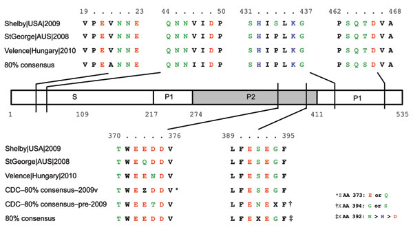 GII.12 norovirus viral protein (VP) 1 cartoon depicting amino acid similarities and locations between 2009–10 GII.12 strains and pre-2009 GII.12 strains. The S, P1, and P2 domains of VP1 are labeled accordingly. The VP1 amino acid numbering is based on the GII.12 prototype strain Wortley (GenBank accession no. AJ277618). Amino acid types are indicated by colors: green, polar; blue, basic; red, acidic; and black, hydrophobic. The 80% consensus sequence is based on a VP1 consensus sequence from th