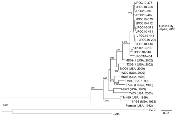 Phylogenetic tree of enterovirus 68 viral protein 1 gene sequences constructed by using a 927-nt sequence corresponding to nt sequence 2355–3281 in strain 37–99, Osaka, Japan, October 2009–October 2010. Tree was constructed by using the neighbor-joining method. Sequences were aligned by using Clustal X version 1.81. (www.clustal.org/). Genetic distances between sequences were calculated by using the Kimura 2-parameter method. Bootstrap values from 1,000 replicates are shown at the nodes. Locatio