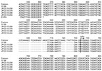 Thumbnail of Nucleotide sequences of 5′ untranslated regions of enterovirus 68 strains, Osaka, Japan, October 2009–October 2010. The strain detected in Osaka showed deletions when compared with Fermon and 37–99 strains. Arrow indicates the start codon (ATG) of the viral protein 4 (VP4) gene. Partial nucleotide sequences (corresponding to nt 541–820 of the Fermon strain) of 5′ untranslated regions of Fermon, 37–99, JPOC10–290, JPOC10–378, JPOC10–396, JPOC10–404, and EVP4 primer were aligned by us