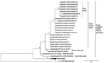 Thumbnail of Phylogenetic analysis of partial envelope 1 gene sequences of chikungunya viruses, Guangdong, China, 2010. Numbers along branches indicate bootstrap values. GenBank accession numbers are indicated in parentheses. Scale bar indicates nucleotide substitutions per site.