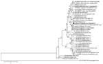 Thumbnail of Phylogenetic relationships between partial envelope protein–coding gene sequence for Bagaza virus identified in Cádiz, Spain, 2010 (solid circle) and 38 equivalent flavivirus nucleotide sequences, including those for 3 Bagaza virus isolates, 1 Israel turkey meningoencephalitis virus, 1 Ntaya virus, and 2 Tembusu viruses from GenBank. The phylogenetic tree was inferred by using the maximum-likelihood method. Percentage of 500 successful bootstrap replicates is indicated at the nodes.