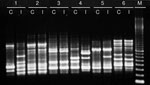 Thumbnail of Enterobacterial repetitive intergenic consensus sequence type 2 PCR patterns of pairs of Escherichia coli isolates from 6 patients examined during study of extended-spectrum β-lactamase–producing Enterobacteriaceae infection among liver transplant recipients, France, January 2001–April 2010. The pretransplant colonizing isolate (C) and the posttransplant infecting isolate (I) show identical patterns for patients 2, 3, and 6 and different patterns for patients 1, 4, and 5. M, molecul