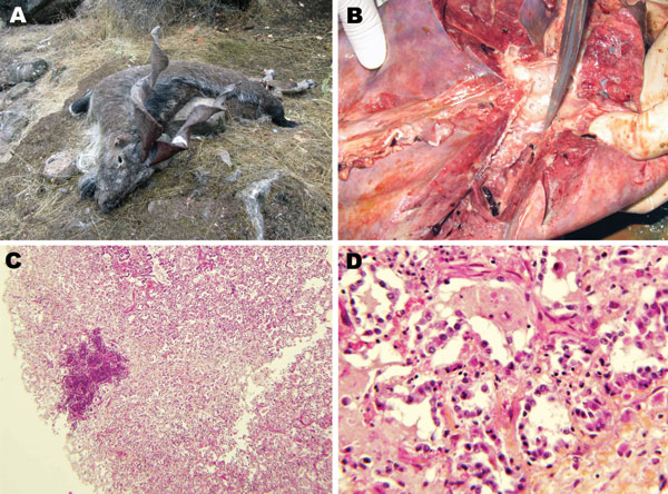 Pneumonia caused by Mycoplasma capricolum subsp. capricolum in markhors (Capra falconeri), Tajikistan, 2010. A) Adult male markhor found dead with signs of pneumonia and no indications of emaciation. B) Disseminated gray areas of consolidation in the cardiac lobe of the right lung with mucopurulent exudate in bronchi. C) Diffuse proliferative interstitial pneumonia associated with a lesion of suppuration (hematoxylin and eosin stain; original magnification ×40). D) Interstitial pneumonia showing