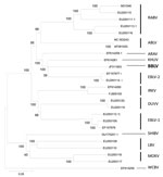 Thumbnail of Phylogenetic tree inferred from concatenated N-P-M-G-L sequences of bat lyssaviruses. The neighbor-joining method (Kimura 2-parameter) was used as implemented in MEGA4 software (www.megasoftware.net). Bootstrap values (500 replicates) are shown next to branches. Scale bar indicates nucleotide substitutions per site. Virus isolated in this study is shown in boldface. RABV, rabies virus; ABLV, Australian bat lyssavirus; ARAV, Aravan virus; KHUV, Khujand virus; BBLV, Bokeloh bat lyssav