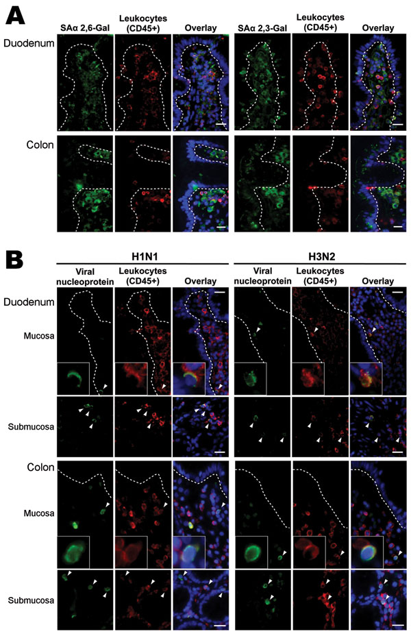 Intestinal distribution of influenza virus receptors and in vitro binding of inactivated seasonal influenza A (H1N1) and A (H3N2) viruses to human duodenal and colonic tissues. Images in the panels labeled Overlay show the green, red, and blue (nuclei counterstain) color channels in the same view. Dotted lines outline basal lining of intestinal epithelium. Arrowheads denote virus-bound cells. Scale bars = 20 µm. A) Double immunofluorescence staining showing that human-like influenza virus recept