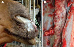 Thumbnail of A) Severe mucopurulent discharge from both nostrils of a glanderous dromedary (Camelus dromedarius), Bahrain. B) Glanderous lesions in the choanae of a dromedary.