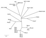 Thumbnail of Unrooted neighbor-joining tree based on 23 variable number tandem repeat loci demonstrating the genetic relationship of the camel strain (THSK2) to other existing strains of Burkholderia mallei. The most closely related B. mallei strain to THSK2 is Dubai 7, which was isolated from a horse in the United Arab Emirates in 2004. Scale bar represents 0.1 changes.