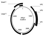 Thumbnail of Genomic map of the circular genome of the Institut Pasteur polyomavirus (IPPyV) strain of human polyomavirus 9. Arrows indicate open reading frames. Small T, small T antigen; VP, viral protein; Large T, large T antigen.