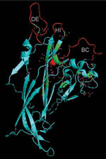 Thumbnail of Identification of viral protein 1 (VP1) residues differing between human polyomavirus 9 (HPyV9) and lymphotropic polyomavirus (LPV). The DE, HI, and BC loops that extend outward from VP1 are indicated. The crystal structure of simian virus VP1, derived from strain 3BWQ, was used as a template. The red region in the center indicates part of a β strand, which is mostly hidden. Residues differing between HPyV9 and LPV are indicated by pink squares.