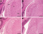 Thumbnail of Histopathologic analysis of cochlear nuclei from host-encoded prion protein (PrP)-a mice (C57/BL6) inoculated with (A) fixed material from the suspected case, (B) fixed material from experimental goat bovine spongiform encephalopathy (BSE), (C) unfixed material from experimental sheep BSE, and (D) fixed material from experimental goat scrapie. The BSE-challenged mice (A–C) show confluent vacuolation in the dorsal cochlear nucleus that extends ventrally with increasing lesion severit
