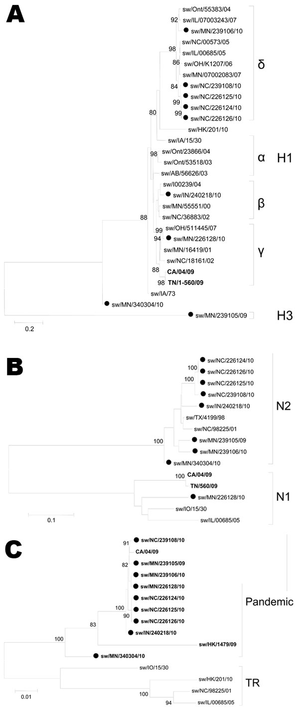 Phylogenetic trees of pandemic reassortant swine influenza viruses compared with currently circulating swine influenza strains: A) hemagglutinin (H); B) neuraminidase (N); C) matrix genes. The trees were constructed by using the neighbor-joining method (Kimura 2-parameter) with 1,000 bootstrap replicates. Only bootstrap values &gt;74 are shown. Swine reassortant strains characterized in this study are indicated with a closed circle. Boldface indicates pandemic segments. Greek letters indicate vi