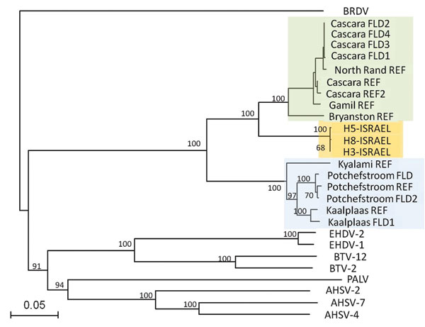 Phylogeny of equine encephalosis virus (EEV) segment 10 (nonstructural protein 3 gene) isolated from horses in Israel in 2009. The phylogenic tree was constructed by using the neighbor-joining method and bootstrapped with 100 replicates. Branch lengths are indicative of the genetic distances between sequences. Other orbiviruses were included for reference, with Broadhaven virus (BRDV) selected as the outgroup. The 3 suggested EEV clusters are marked green (cluster A), blue (cluster B), and orang