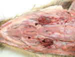Thumbnail of Ventral view of the head showing pathologic signs in a wild boar piglet after oral inoculation with 106 median tissue culture infectious dose of an African swine fever virus isolate from Armenia (experiment at the Friedrich-Loeffler-Institut). Note edematously enlarged and hemorrhagic mandibular lymph nodes. The animal died on day 7 postinfection.