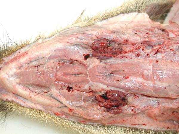 Ventral view of the head showing pathologic signs in a wild boar piglet after oral inoculation with 106 median tissue culture infectious dose of an African swine fever virus isolate from Armenia (experiment at the Friedrich-Loeffler-Institut). Note edematously enlarged and hemorrhagic mandibular lymph nodes. The animal died on day 7 postinfection.