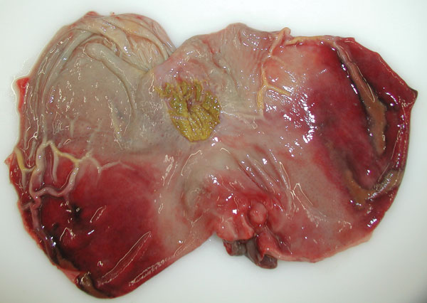 View of the mucosal surface of the dissected stomach showing representative gross lesions after oral inoculation of a wild boar with 106 median tissue culture infectious dose of an African swine fever virus isolate from Armenia (experiment at the Friedrich-Loeffler-Institut). The image illustrates acute gastritis; note diffuse mucosal hemorrhages affecting a large part of the mucosa. The animal died on day 7 postinfection.