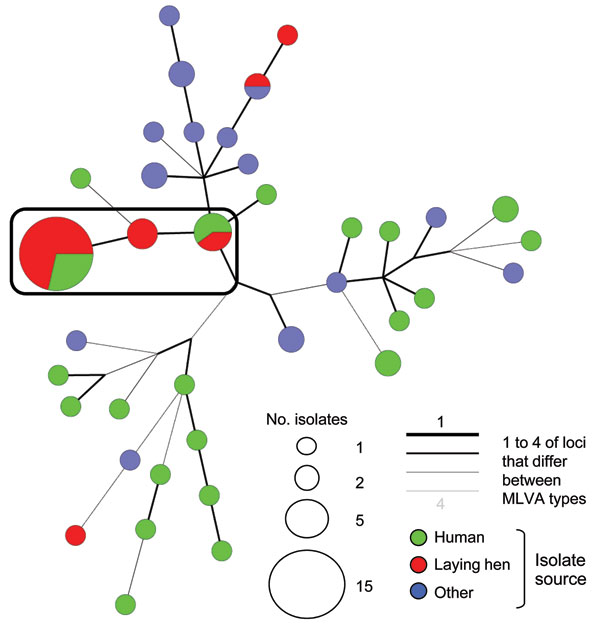 Minimum-spanning tree of multilocus variable number tandem repeat analysis (MLVA) of Salmonella enterica serotype 1,4,[5],12:–:– strains isolated from humans and nonhumans during 2001–2009, France. Each MLVA type is indicated by 1 node or branch tip, displayed as circles that are connected by branches of minimum-spanning tree. The length and the color of the branches represent genetic distances (changes in loci) between 2 neighboring types. The sizes of the different color circles depend on thei