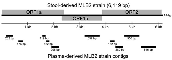 Map of 10 plasma-derived astrovirus MLB2 strain contigs generated by high-throughput sequencing (Genome Analyzer IIX; Illumina Inc., San Diego, CA, USA). ORF, open reading frame.