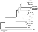 Thumbnail of Phylogenetic tree based on the predicted amino acid sequences of fragments of the DNA polymerase, DNA topoisomerase, and viral late transcription factor-3 of the clinical isolate (GenBank accession nos. JF770341, JF770342, and JF770343) and 15 poxviruses. Sequences were aligned by ClustalX version 1.81 (www.clustal.org), and the concatenated alignments were used for phylogeny inference (MEGA4; www.megasoftware.net) opting for the neighbor-joining method and Poisson correction. We co