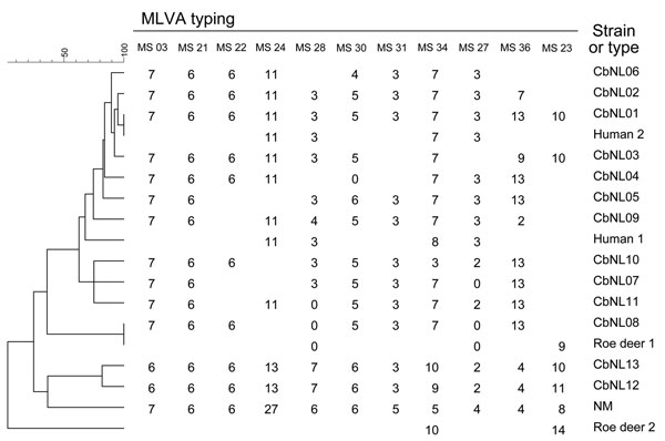 Phylogenetic tree with genotypes of Coxiella burnetii from goat, human, and roe deer samples from the Netherlands. Genotypes were determined on the basis of 11 multilocus variable-number tandem-repeat analyses (MLVA). The number of repeats per locus is shown; open spots indicate missing values. Roe deer 1 was an adult female found dead on March 30, 2010, in Friesland Province. Roe deer 2 was a young female deer involved in a traffic accident on April 6, 2010, in Utrecht Province. The goat and hu