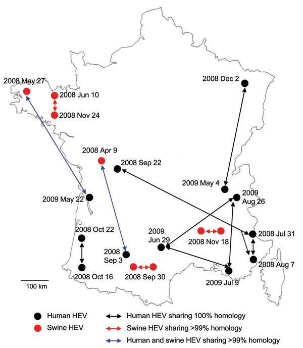 Geographic distribution and sampling date of human and swine hepatitis E virus (HEV) sequences sharing &gt;99% identities, France, May 2008–November 2009.