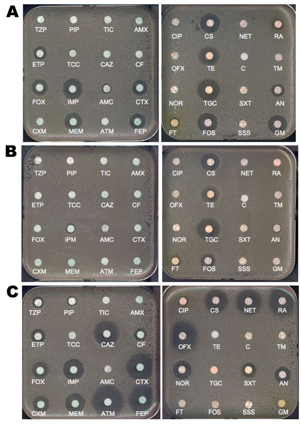 Disk diffusion antibacterial drug susceptibility testing of A) Klebsiella pneumoniae carbapenemase-2 (KPC-2)–, B) New Delhi metallo-β-lactamase-1 (NDM-1)–, and C) oxacillinase-48 (OXA-48)–producing K. pneumoniae clinical isolates. Clinical isolates producing KPC-2 and OXA-48 do not co-produce other extended-spectrum β-lactamase, but the isolate producing NDM-1 co-produces the extended-spectrum β-lactamase CTX-M-15. Wild-type susceptibility to β-lactams of K. pneumoniae includes resistance to amo