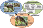 Thumbnail of Conceptual model of horizontal transmission of chronic wasting disease (CWD). Items in italics are poorly studied or unknown in cervid CWD.