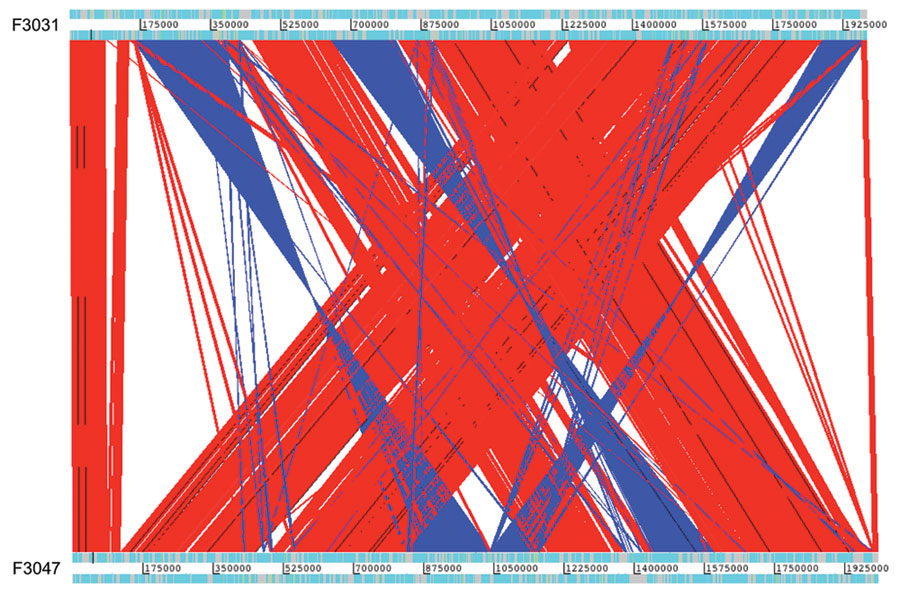 Comparison of the whole genome of Brazilian purpuric fever clone of Haemophilus influenzae biogroup aegyptius (HaeBPF) strain F3031 and Hae conjunctivitis strain F3047 with Artemis Comparison Tool (22). Red, syntenic regions; blue, inverted regions of the genome.