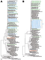 Thumbnail of Phylogenetic analysis of A) hemagglutinin and B) neuraminidase genes of Victoria lineage type B influenza viruses (n = 89). Red indicates the 2010−2011 Northern Hemisphere vaccine strain; blue indicates the cluster of influenza B viruses identified in North Carolina carrying the I221V substitution in the neuraminidase; green indicates viruses collected from North Carolina with wild-type sequence at position 221 in the neuraminidase; black indicates representatives of globally circul