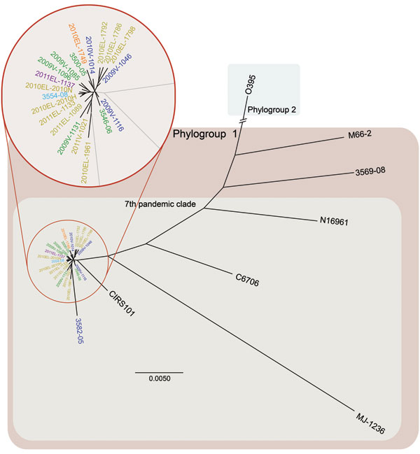 Whole-genome neighbor-joining tree of Vibrio cholerae isolate from cholera outbreak in Haiti, fall 2010; concurrent clinical isolates with pulsed-field gel electrophoresis pattern-matched combinations; reference isolates sequenced in this study; and available reference sequences. Sequence alignments of quality draft or complete genomes were performed by using Progressive Mauve (16) and visualized by using PhyML version 3.0 (17). Whole-genome relationship of Haiti isolates with closest genetic re