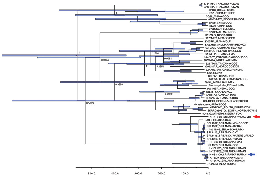 Bayesian maximum-credibility tree representing the genealogy of rabies virus as obtained by analyzing nucleotide sequences of full N gene sequences (1,350 nt). Nodes correspond to mean age at which lineages are separated from the most recent common ancestor; blue horizontal bars at nodes represent 95% highest posterior density of the most recent common ancestor. Numbers at main nodes represent posterior values. Horizontal axis at bottom represents time scales in years, beginning at 2010. Red arr