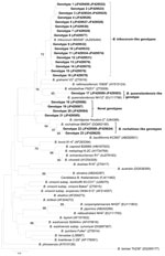 Thumbnail of Phylogenetic classification of Bartonella spp. genotypes detected in Rattus norvegicus rats in downtown Los Angeles, California, USA, on the basis of citrate synthase (gltA) gene sequences. The phylogram was constructed by using the neighbor-joining method with the Kimura 2-parameter distance model. Only bootstrap values &gt;70% obtained from 1,000 replicates are given. GenBank accession numbers for reference sequences are indicated in parentheses. Scale bar indicates nucleotide sub