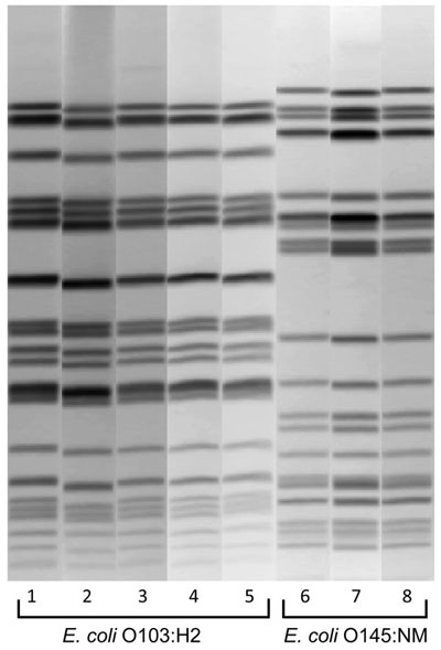 XbaI pulsed-field gel electrophoresis patterns of pathogenic Escherichia coli from humans and venison, Minnesota, USA, November 2010. Lanes 2, 4, 6, and 8, isolates from venison. Lanes 1, 3, 5, and 7, isolates from human case-patients.