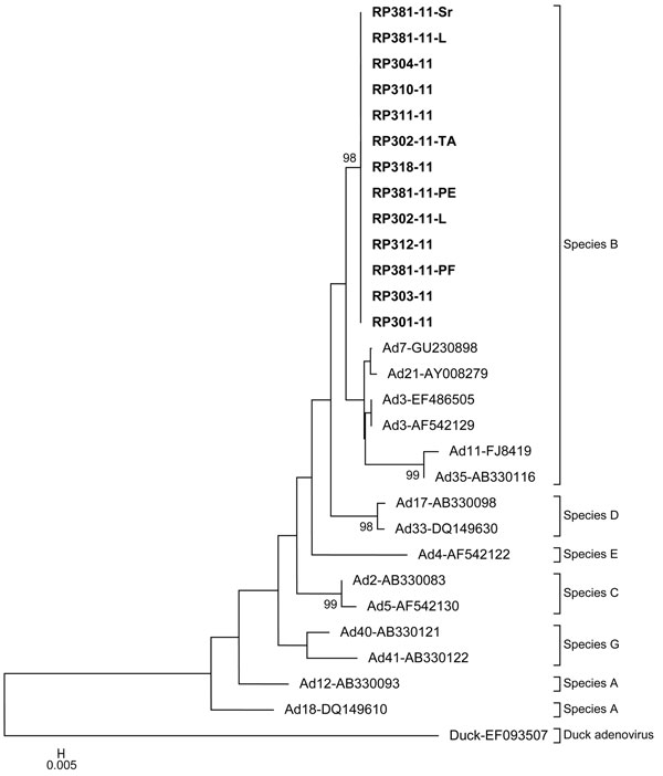 Phylogenetic tree of partial hexon gene sequences (160 bp) of human adenovirus inferred by using the neighbor-joining method from the MEGA4 software (www.megasoftware.net). Study was in a police training center, Kuala Lumpur, Malaysia, 2011. The evolutionary distances were computed by using the maximum composite likelihood method. Species A–F are indicated by square brackets with duck adenovirus A as an outgroup. Thirteen human adenovirus isolates from the police training center outbreak are ind