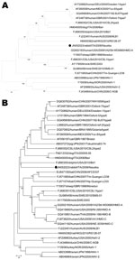 Thumbnail of Phylogenetic trees constructed on the partial (245 aa) RNA-dependent RNA polymerase (panel A, RdRp) (open reading frame [ORF] 1b) and the full-length capsid precursor (panel B, ORF2) amino acid sequences. Black circles indicate strain identified in this study. The trees were constructed by using a selection of astrovirus (AstV) strains. Country names are abbreviated. Scale bars indicate the number of amino acid substitutions per 100 residues. Bootstrap values &lt;90% are not shown. 