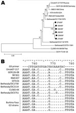 Thumbnail of A) Phylogenetic analysis of partial sequences of the viral protein (VP) 7 genes (nt 115–851) for G3 rotavirus strains isolated in Burkina Faso during December 2009–March 2010, with a G4 strain as an outgroup. Scale bar represents number of substitutions per site. Bootstrap values are shown at the branch points (values of &lt;50% are not shown). B) The G9 primer used is homologous at the 3′ end to the VP7 gene of the G3 strains in Burkina Faso during December 2009–March 2010. The ref