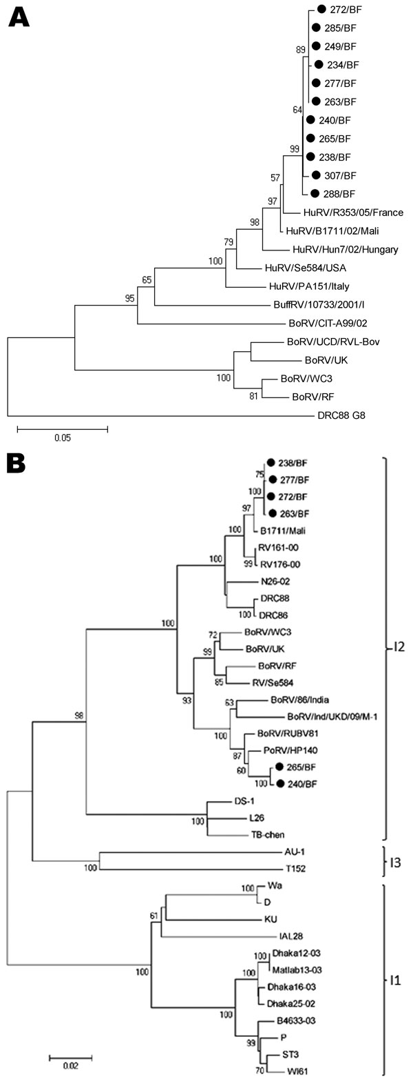 Phylogenetic analysis of partial sequences of A) viral protein (VP) 7 genes of the Burkina Faso G6P[6] rotavirus (ROTAV) strains (nt 135–796), with G8 strain DRC88 as an outgroup. GenBank accession numbers for VP7 genes of reference strains are available in Technical Appendix Table 4. B) VP6 genes (nt 145–1217) of the G6P[6] ROTAV strains from Burkina Faso, with I2 genotype specificity and reference strains from genotypes I1, I2, and I3. GenBank accession numbers. for VP6 genes of reference stra