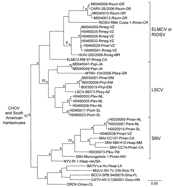 Results of the Bayesian analyses of the nucleotide sequences of a fragment of the nucleocapsid protein genes of the 24 hantaviruses found in Mexico in this study and 22 other hantaviruses naturally associated with members of the Neotominae or Sigmodontinae. An asterisk at a node indicates that the probability values in support of the clade were &gt;0.95. Scale bar indicates substitutions per site. The Roman numerals indicate the phylogenetic groups represented by the hantaviruses from Mexico in 