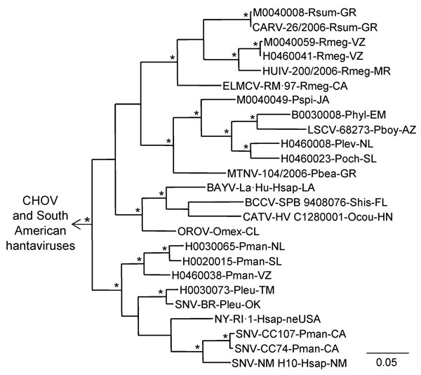 Results of the Bayesian analyses of the nucleotide sequences of a 1,078-nt fragment of the glycoprotein precursor genes of 11 of the 24 hantaviruses found in Mexico in this study and 20 other hantaviruses naturally associated with members of the Neotominae or Sigmodontinae. An asterisk at a node indicates that the probability values in support of the clade were &gt;0.95. Scale bar indicates substitutions per site. The branch labels include (in the following order) virus, strain, host species, an