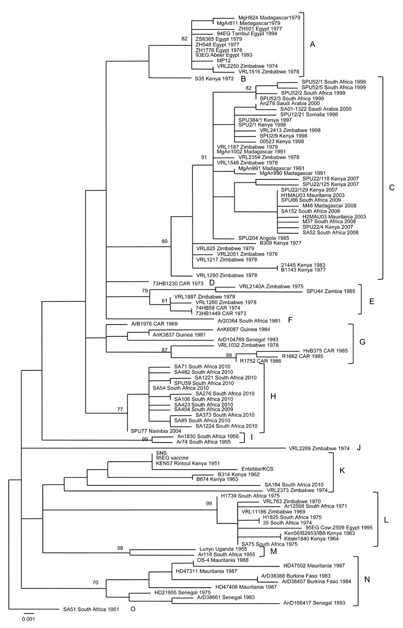 Maximum-likelihood tree for a 490-nt section of the Gn glycoprotein gene of 111 isolates and derived strains of Rift Valley fever virus from Africa and Saudi Arabia, 1944–2010. The 95 unique sequences sorted into 15 lineages (A–O). Mean pairwise distances (p-distances) were &lt;0.017 within lineages, and bootstrap values were &gt;70%. Scale bar indicates substitutions per site. CAR, Central African Republic; SNS, Smithburn neurotropic strain.
