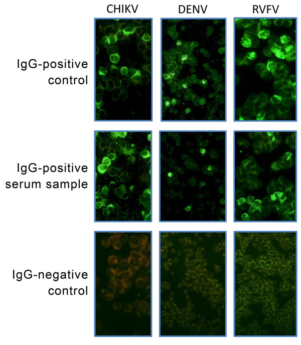 Images from immunofluorescence assays in Vero E6 cells for IgG against chikungunya virus (CHIKV), dengue virus (DENV), and Rift Valley fever virus (RVFV). Original magnification ×200.