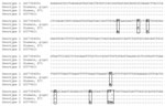 Thumbnail of Multiple alignment of the 366-bp fragment of the 18S rRNA gene from Dientamoeba fragilis genotypes 1 and 2, Italy, 2010–2011. Dot indicates identical nucleotides. Dashes indicate insertion or deletion. Nucleotide differences are presented in boxes.