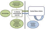 Thumbnail of Proposed model for Vibrio cholerae transmission.